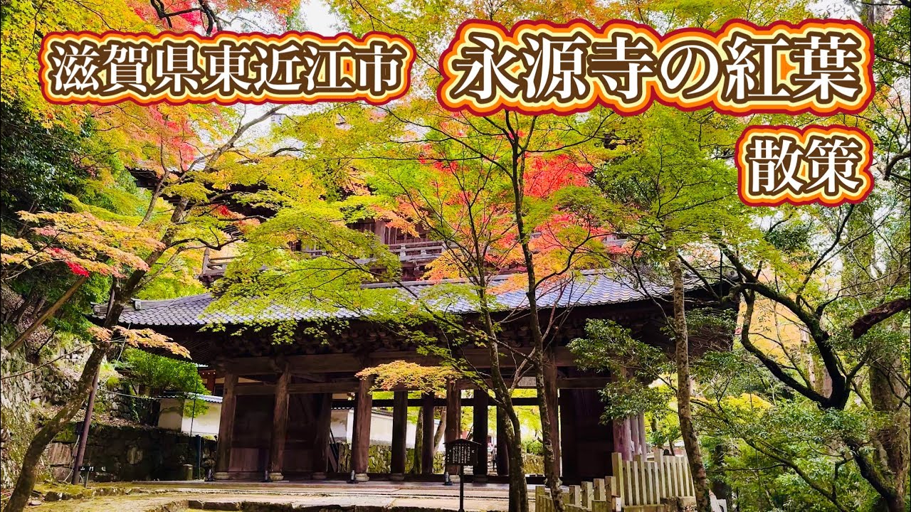 滋賀県東近江市「永源寺」紅葉散策　Autumn leaves at Eigenji Temple in Shiga Prefecture  2024.11.21
