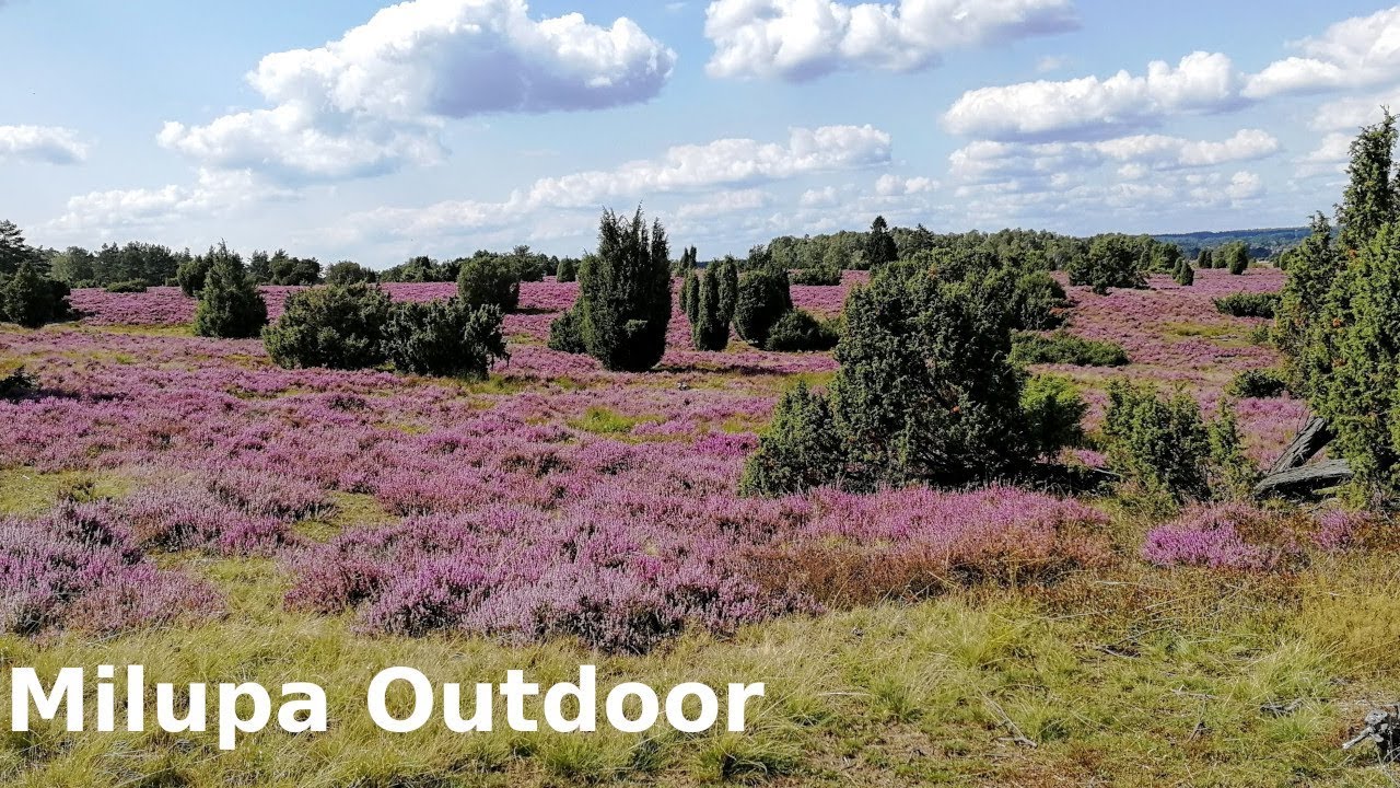 Die Heide blüht - 2019