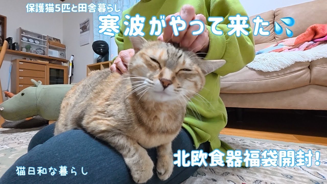 寒波が来た！我が家の5ニャンズは？/初めての北欧食器福袋開封