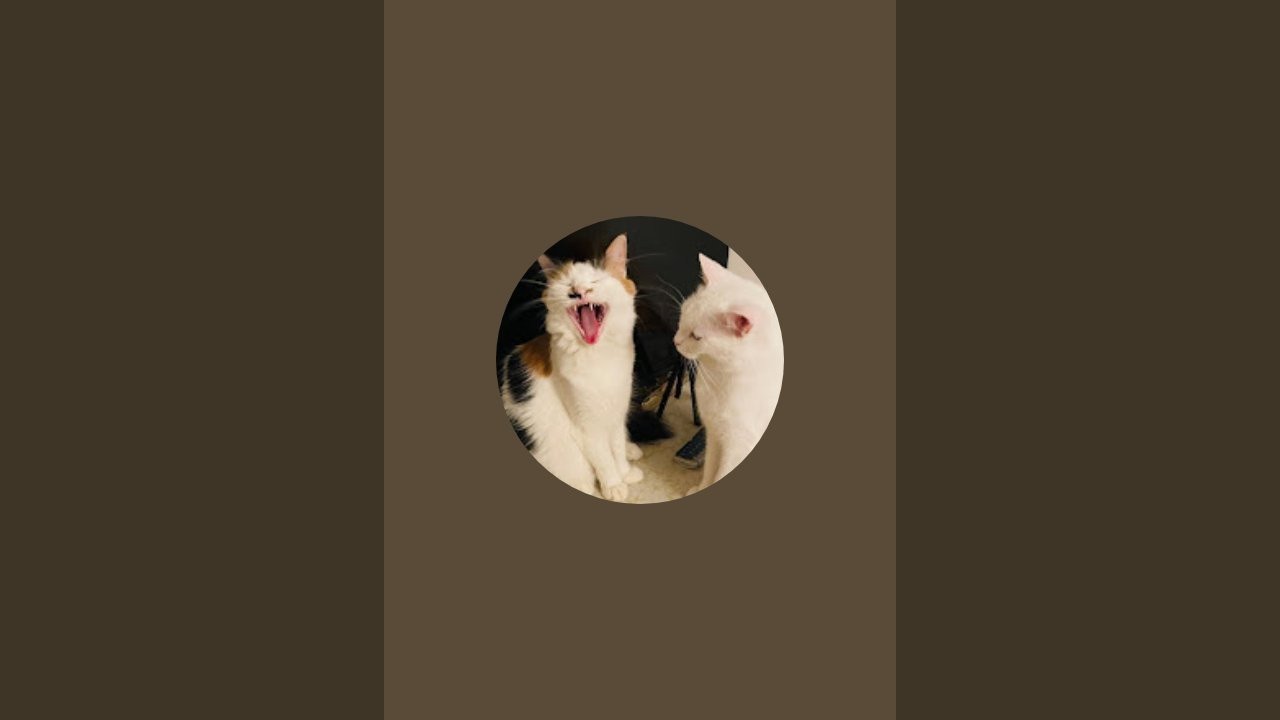 Beautiful Italian cats🇮🇹 is live!