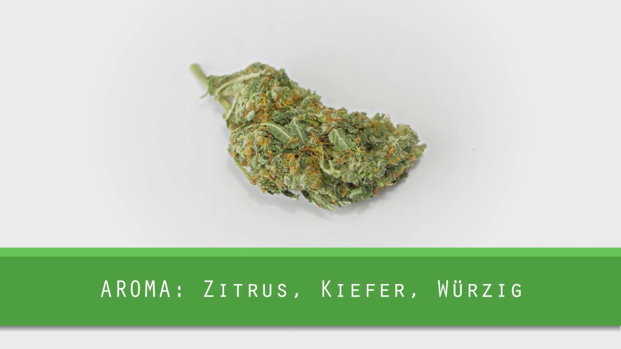 Strain Review - AK47 | German
