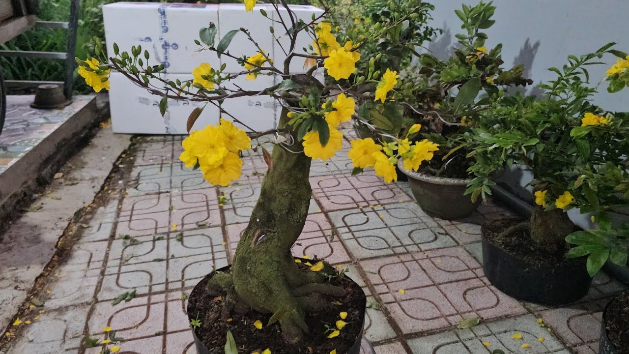 LÍP 2🥰9/3🥰0368.79.79.89🥰CÚC  KEM,ÔNG THẦY, CAM  TL, NNTOAN,CÚC THỌ HƯƠNG 