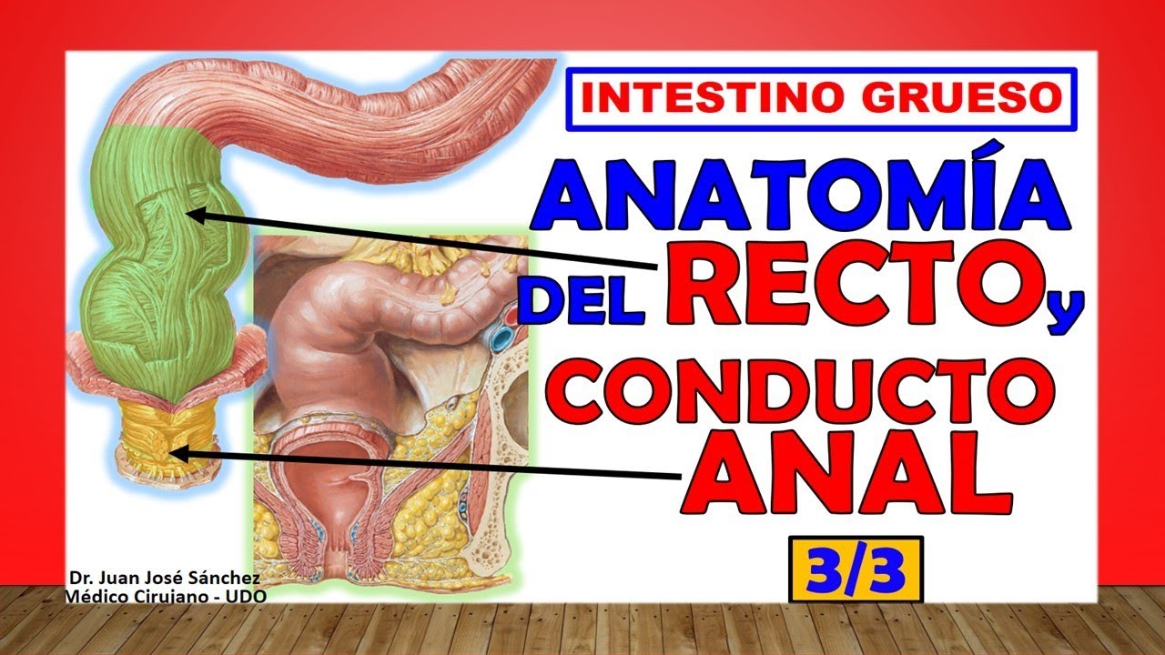 🥇 Anatomía del RECTO y el CONDUCTO ANAL, (Intestino Grueso 3/3)