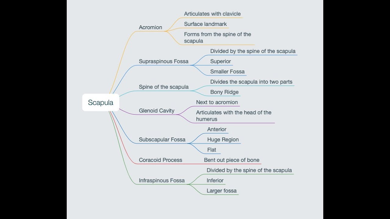 Scapula