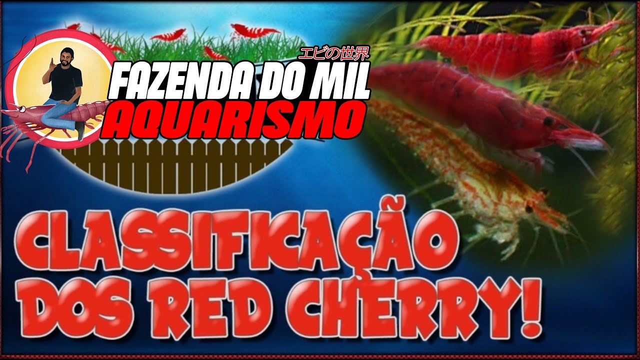 CLASSIFICAÇÃO DOS RED CHERRY