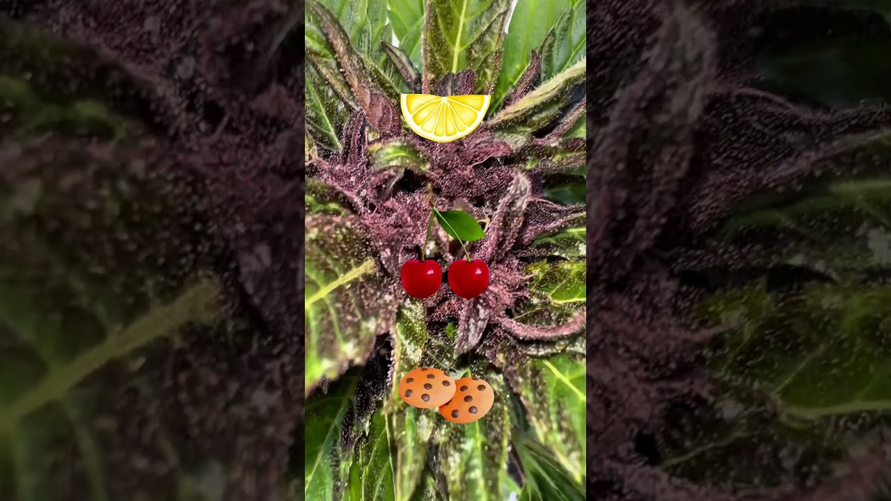 🇩🇪 Outdoor [Lemon Cherry Cookies Auto] by FastBuds 💜 #shorts #growlife #420 #nassabernice
