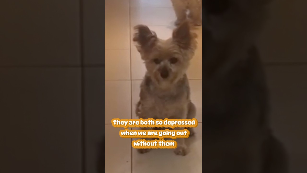 Separation anxiety 