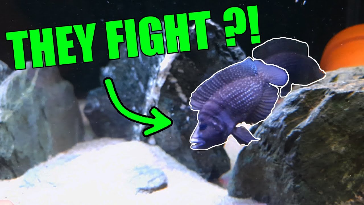 FIGHTING! Altolamprologus calvus. What happened??