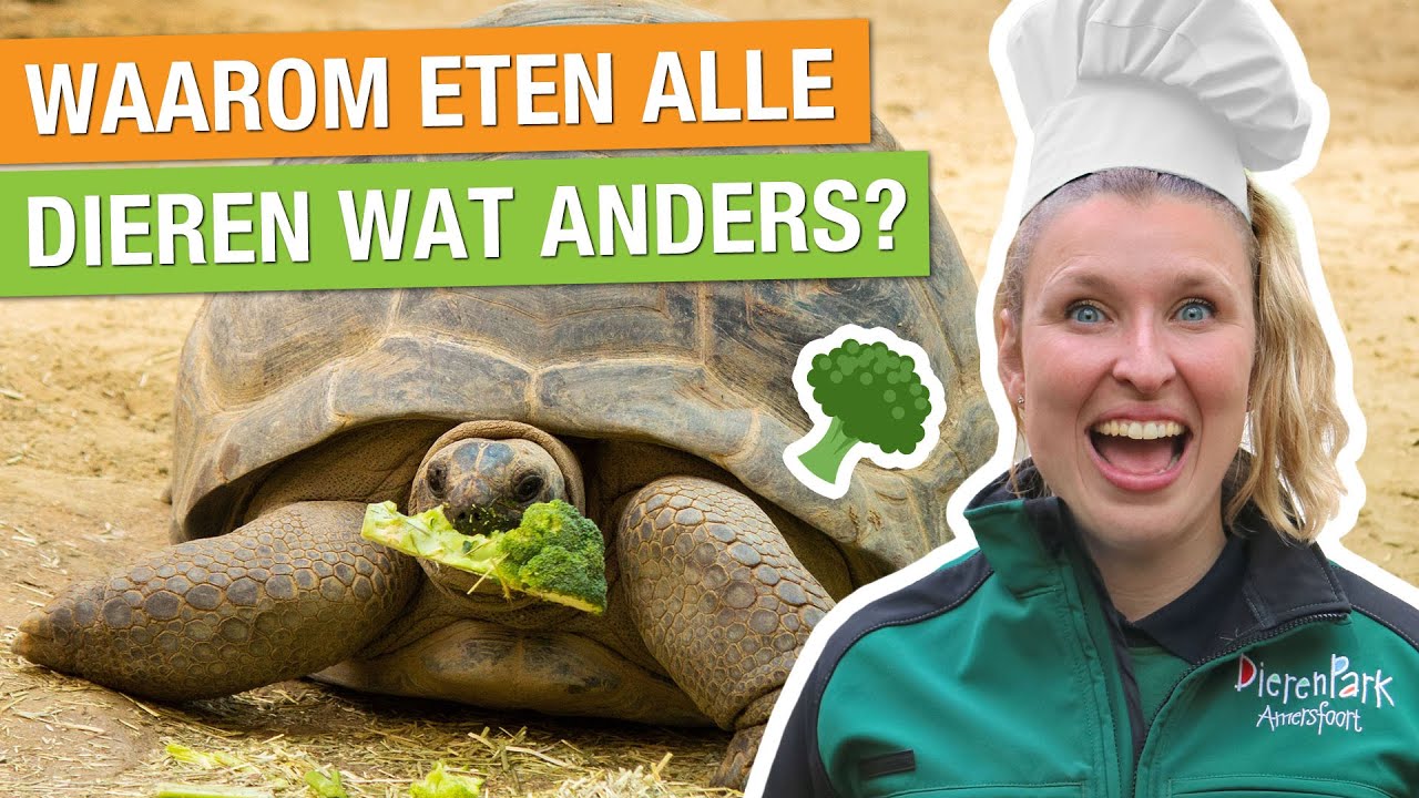 WOW! ZOVEEL ETEN ALLE DIEREN IN DE DIERENTUIN! 🥩🥦 | Carlijns Dierenvraag #66