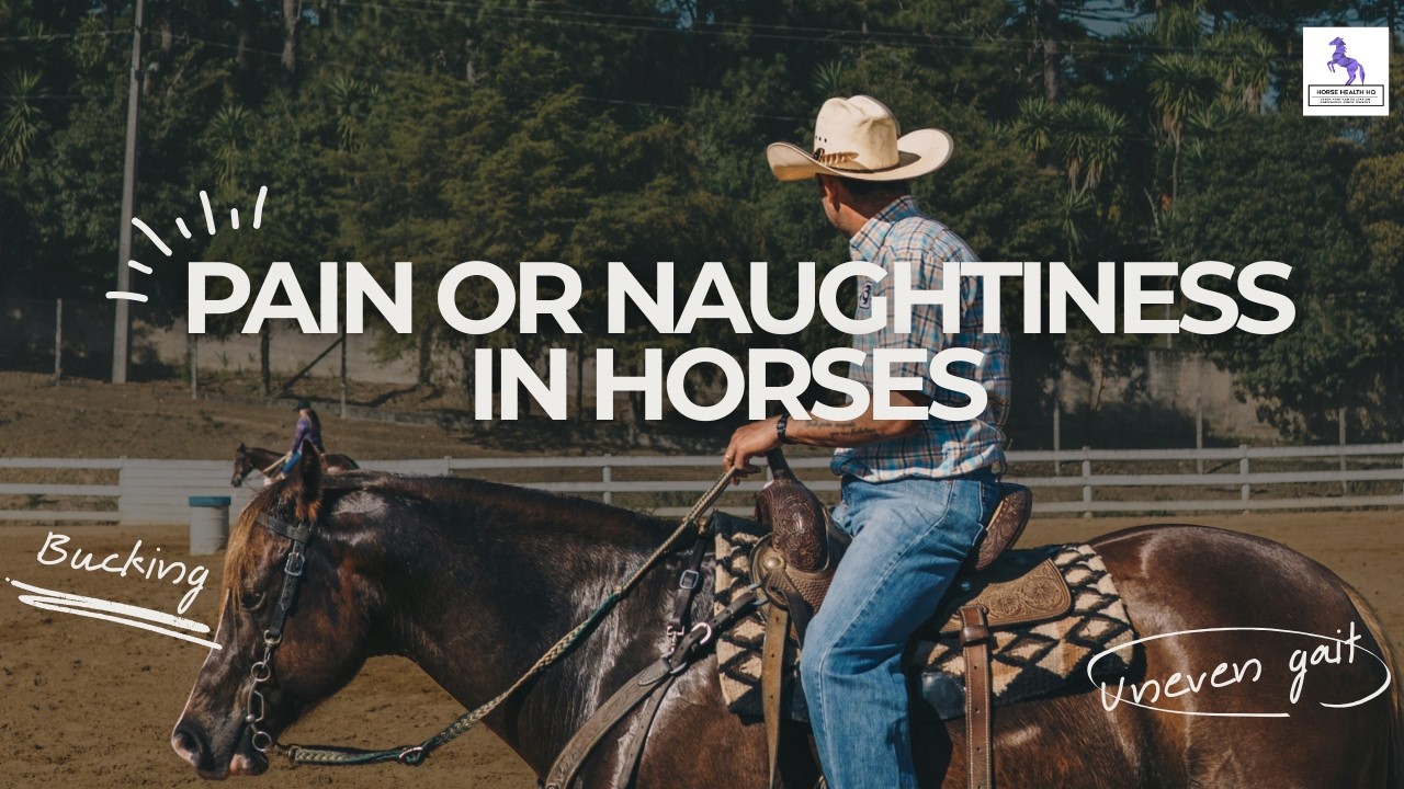 Pain Or Naughtiness In Horses Explained
