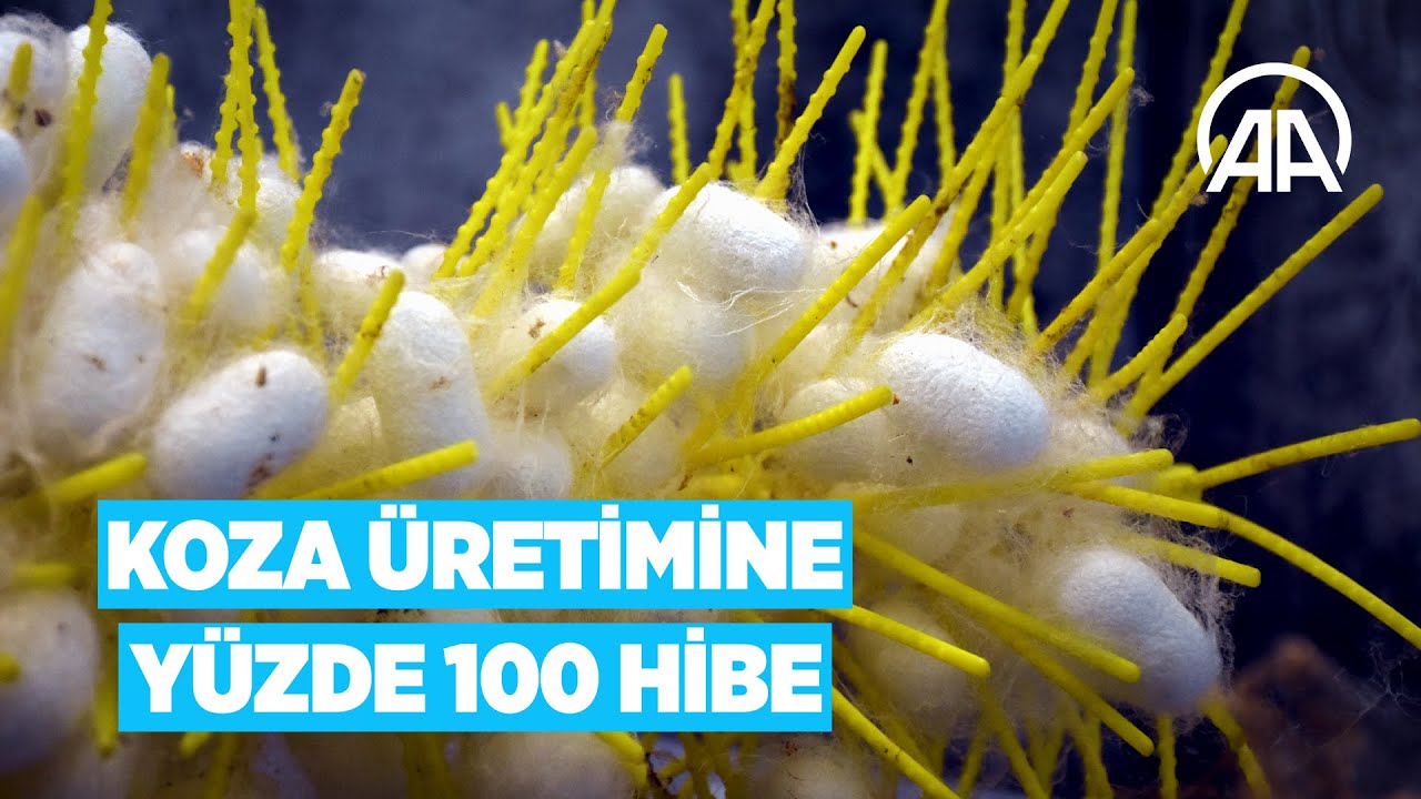 Yüzde 100 hibe ile yıllık üretimin 200 tona çıkarılması hedefleniyor