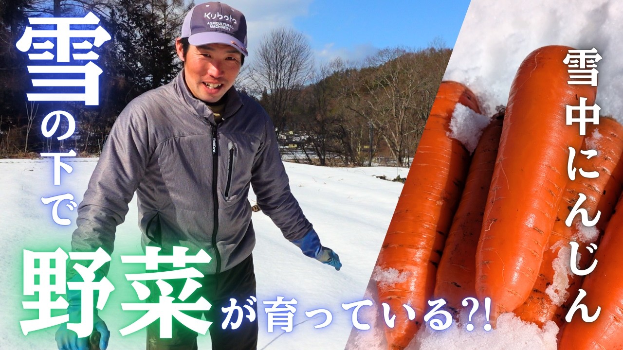 【畑ライフ】雪中野菜の収穫。味が濃くて甘い！！真冬の畑、雪の下で野菜が育っています。