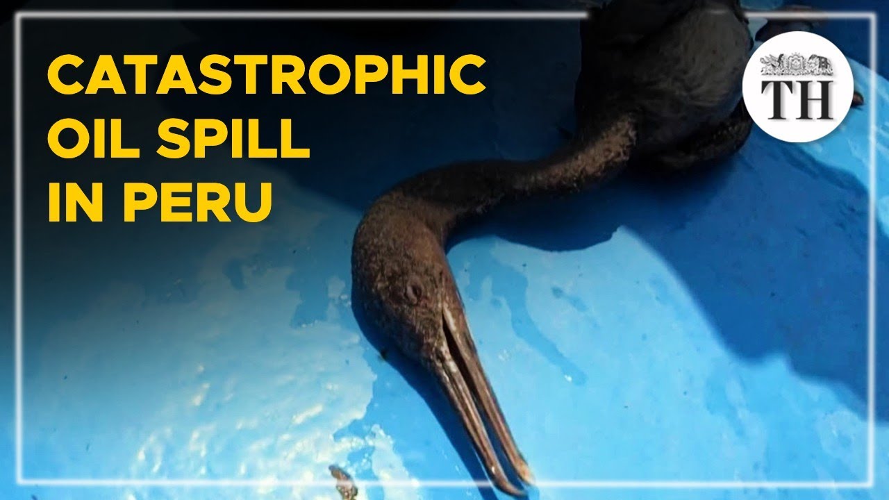 Catastrophic oil spill in Peru kills endangered creatures