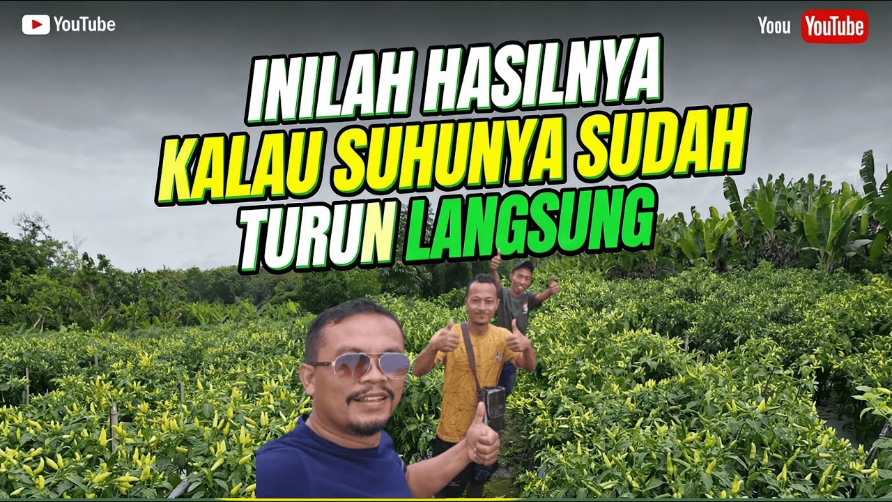 Ini hasil nya kalau suhu nya terjun langsung