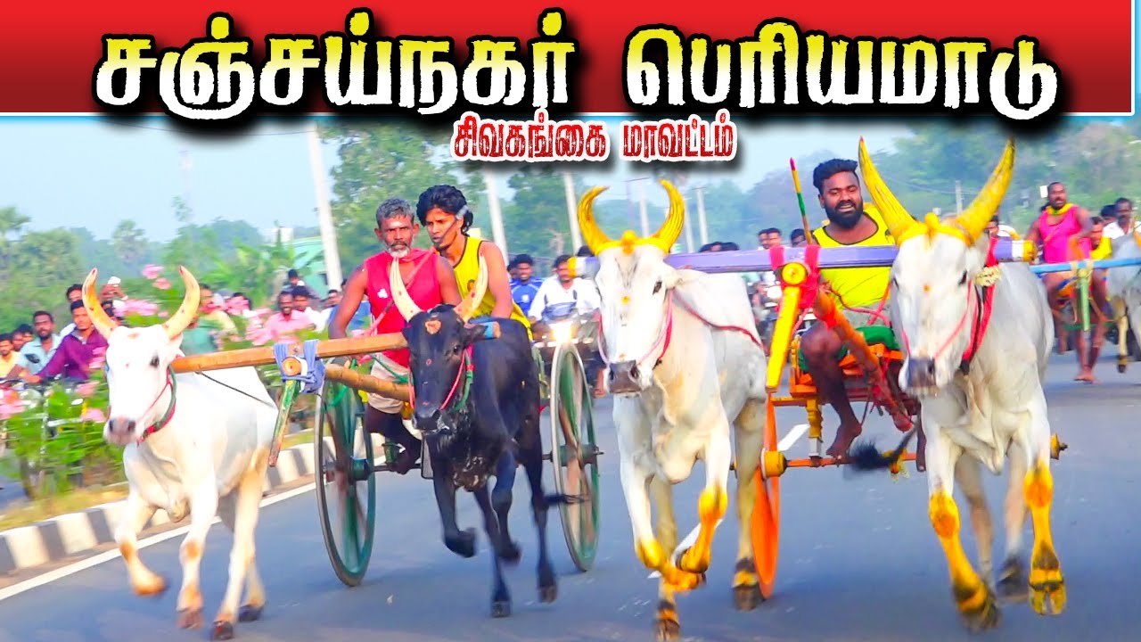 சஞ்சய்நகர் பெரியமாடு 29.01.2026#krish_studio_kattumavadi