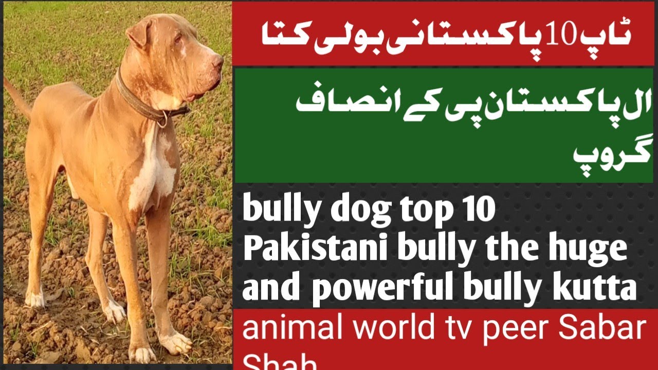 bully dog top 10 Pakistani bully the huge and powerful bully kutta #bullydog