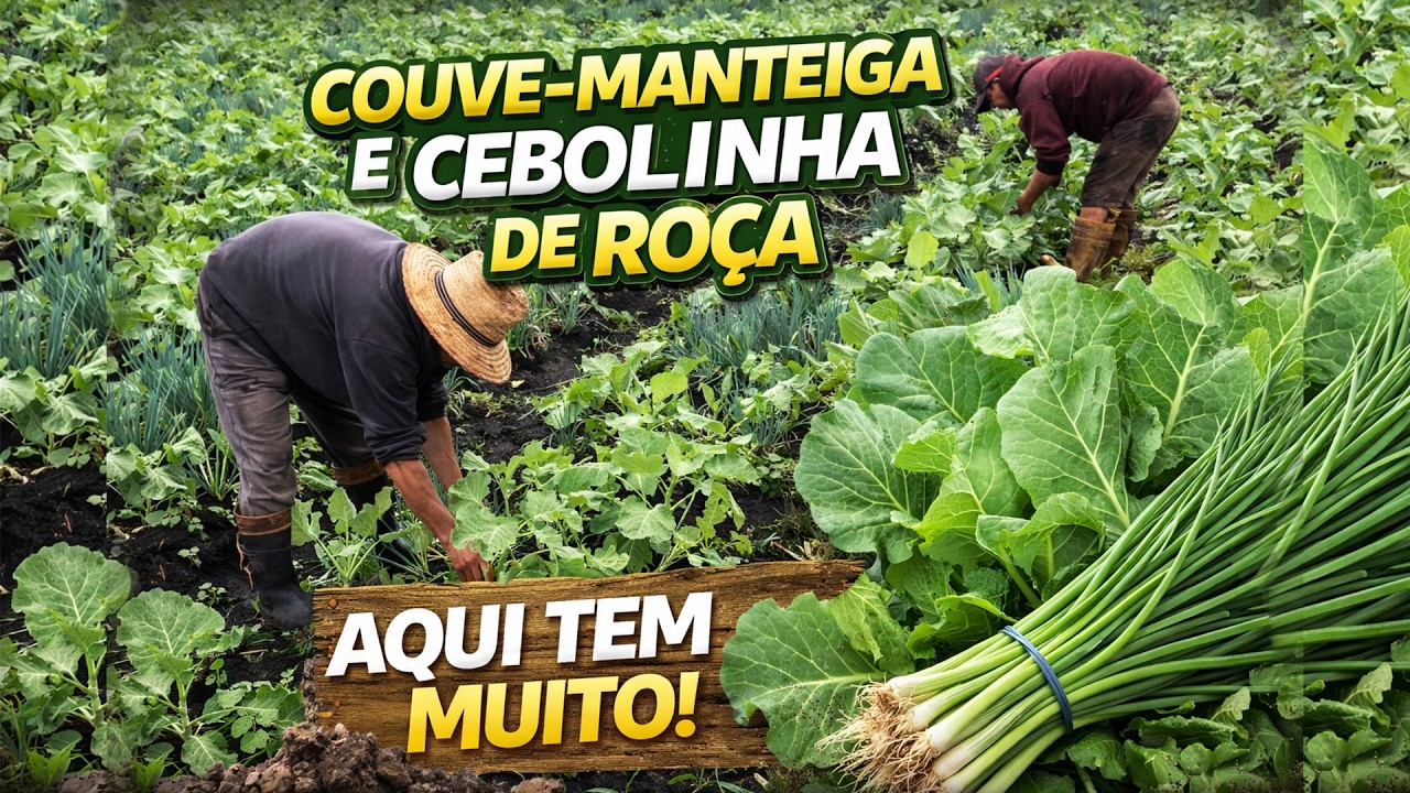 COUVE MANTEIGA E CEBOLINHA AQUI NA ROÇA TEM MUITO