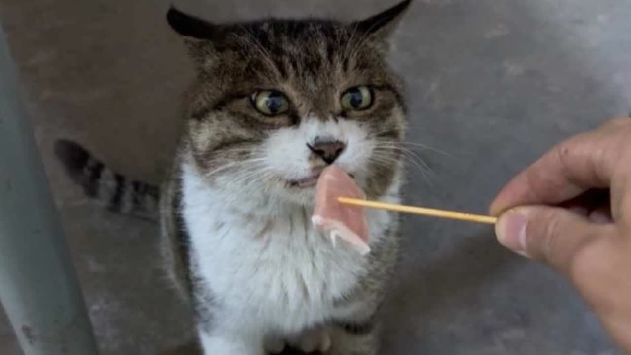 小猫  你可以吃嘎嘎！#萌宠日常记录 #我的乡村生活 #猫