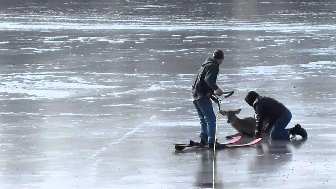 Stranded Deer Rescue Off The Frozen Mississippi River (Part 3)