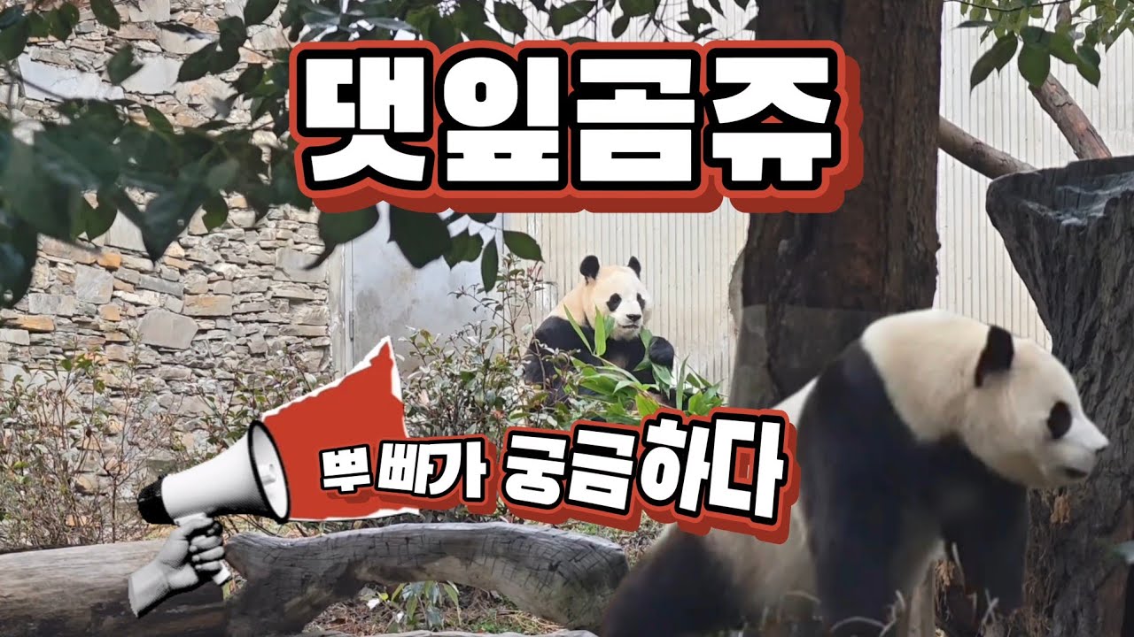 2/6 푸바오실시간 오전(1) 댓잎곰쥬님  오늘의 뿌빠는?  우아한 산책은 기본 ^^