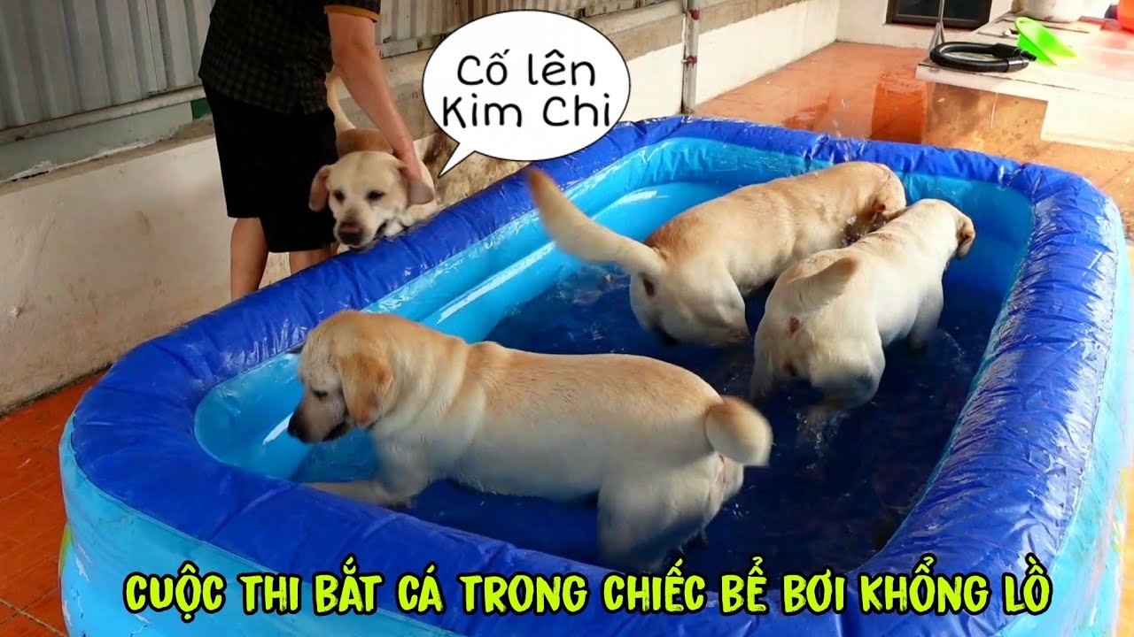 Cuộc thi bắt cá trong chiếc bể bơi siêu to khổng lồ - Củ Cải Kim Chi