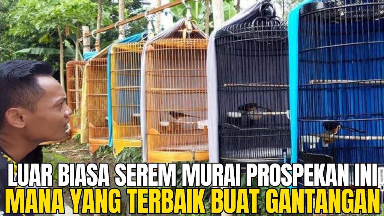 REVIEW HARGA MURAI BATU PROSPEK LOMBA ! MANA YANG TERBAIK BUAT GANTANGAN ? GALERY MURAI JAKARTA