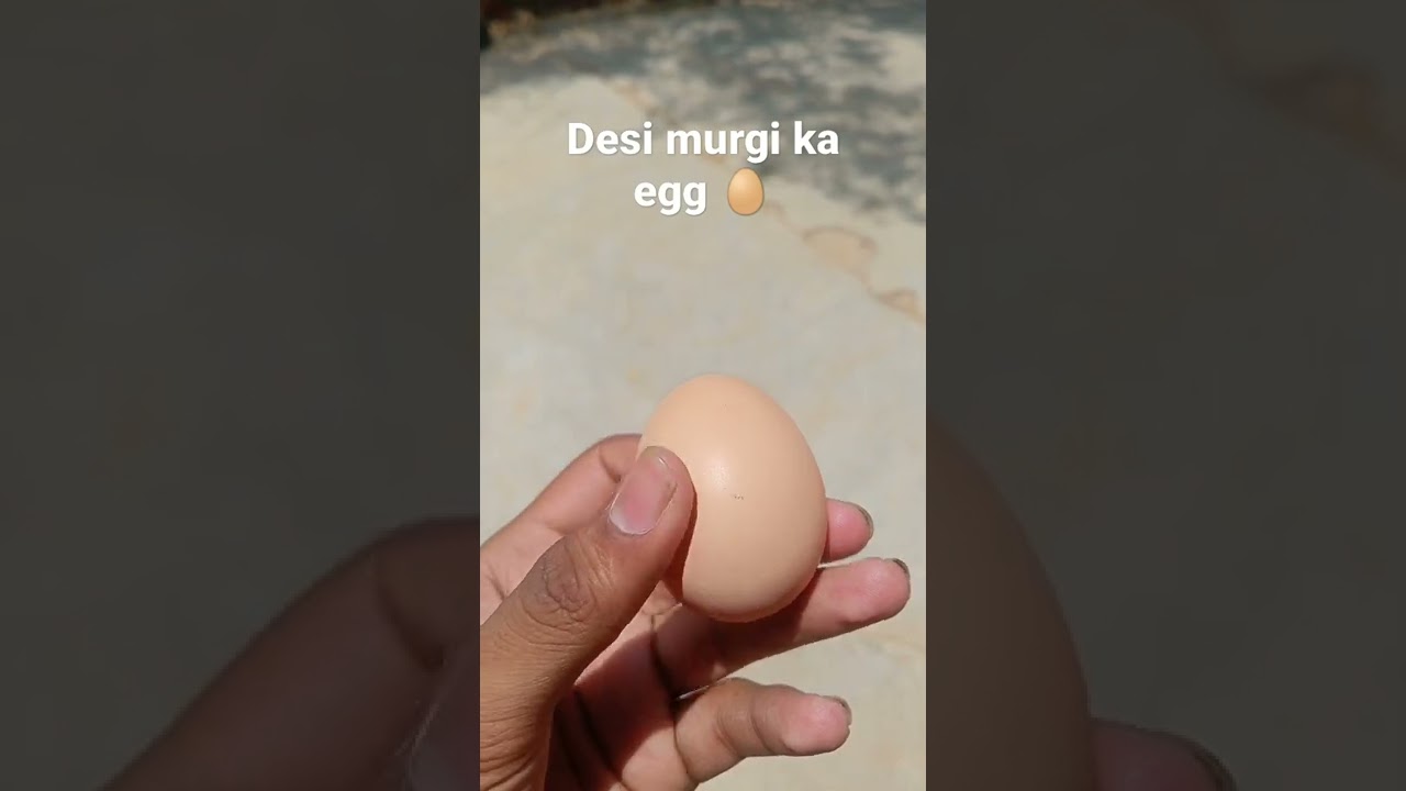 Desi murgi ka egg 🥚🍳