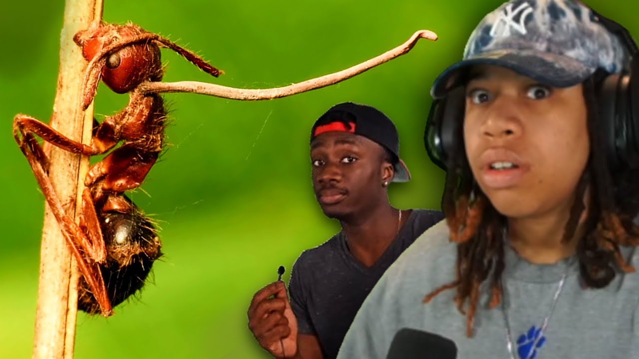 ANTS Really Have A BRUTAL Life 😰 (Casual Geographic)