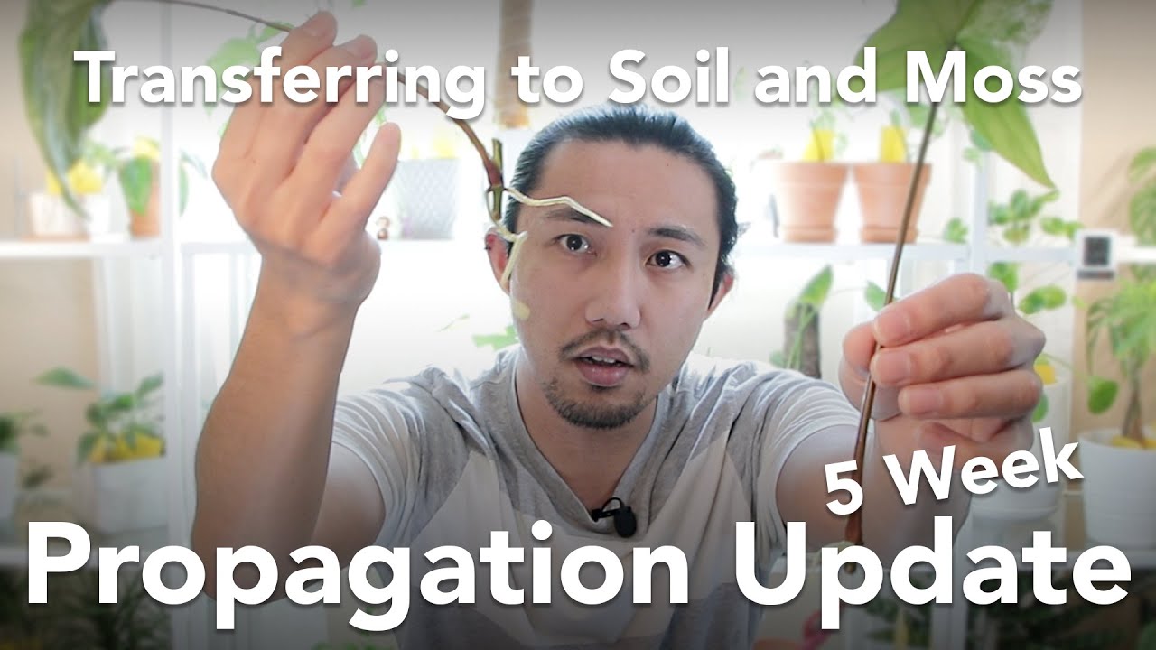 Syngonium Albo Cuttings & Giveaway [Closed] | Propagation Update | Transferring to Soil and Moss