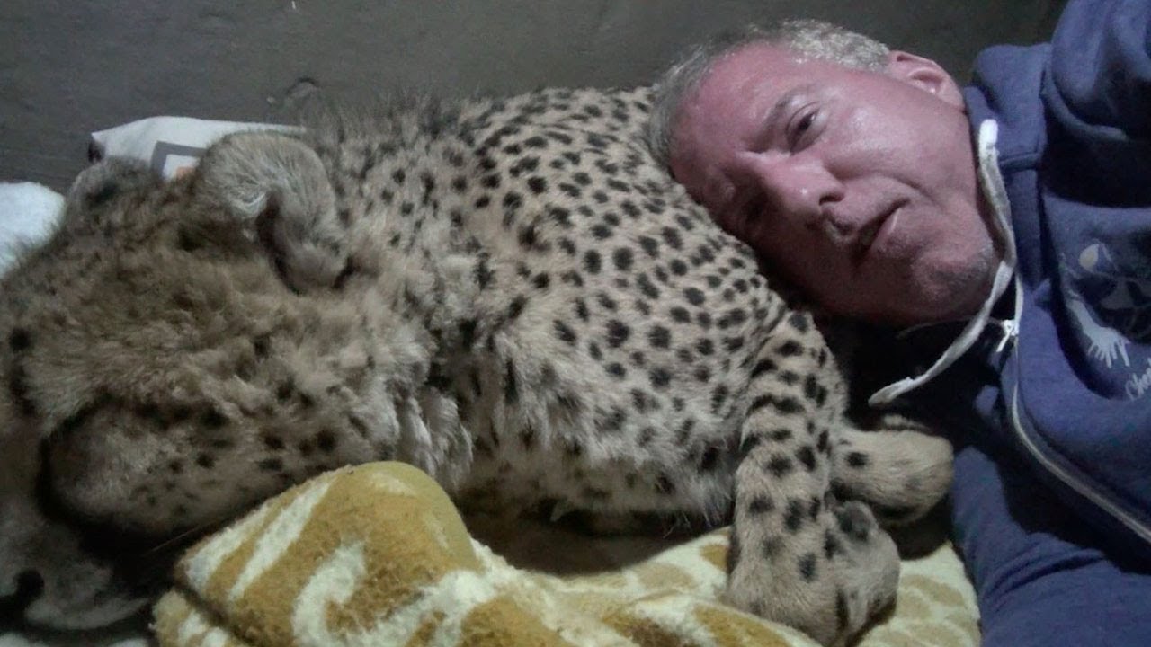 Man Puts Full Trust In Cheetahs And Sleeps With Them