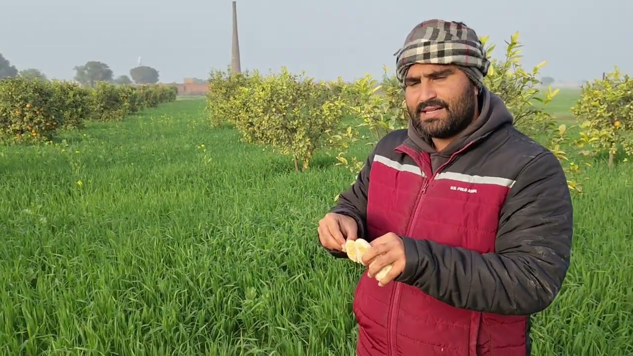 New update jattana farm 