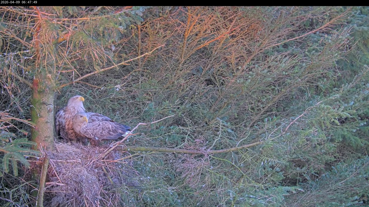 Ravens rootle in nest before eagles return