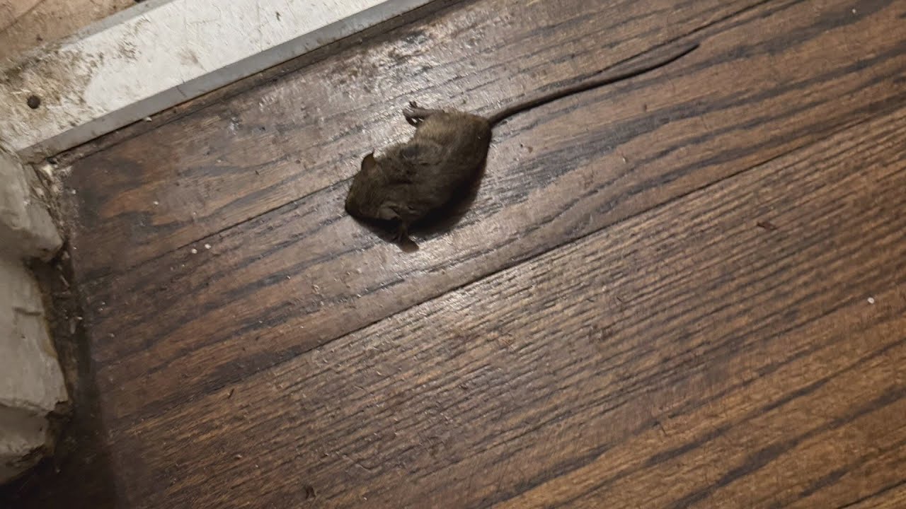 'Crawling in bed with us': Tenants shed light on rodent-infested South Side apartment building
