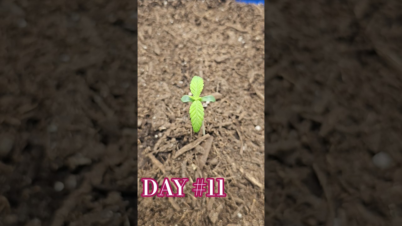 Day 11: Zkittlez Autoflower Grow 🌱- #cannabis #microgrow #420 #thc #cbd #garden #plants #flower