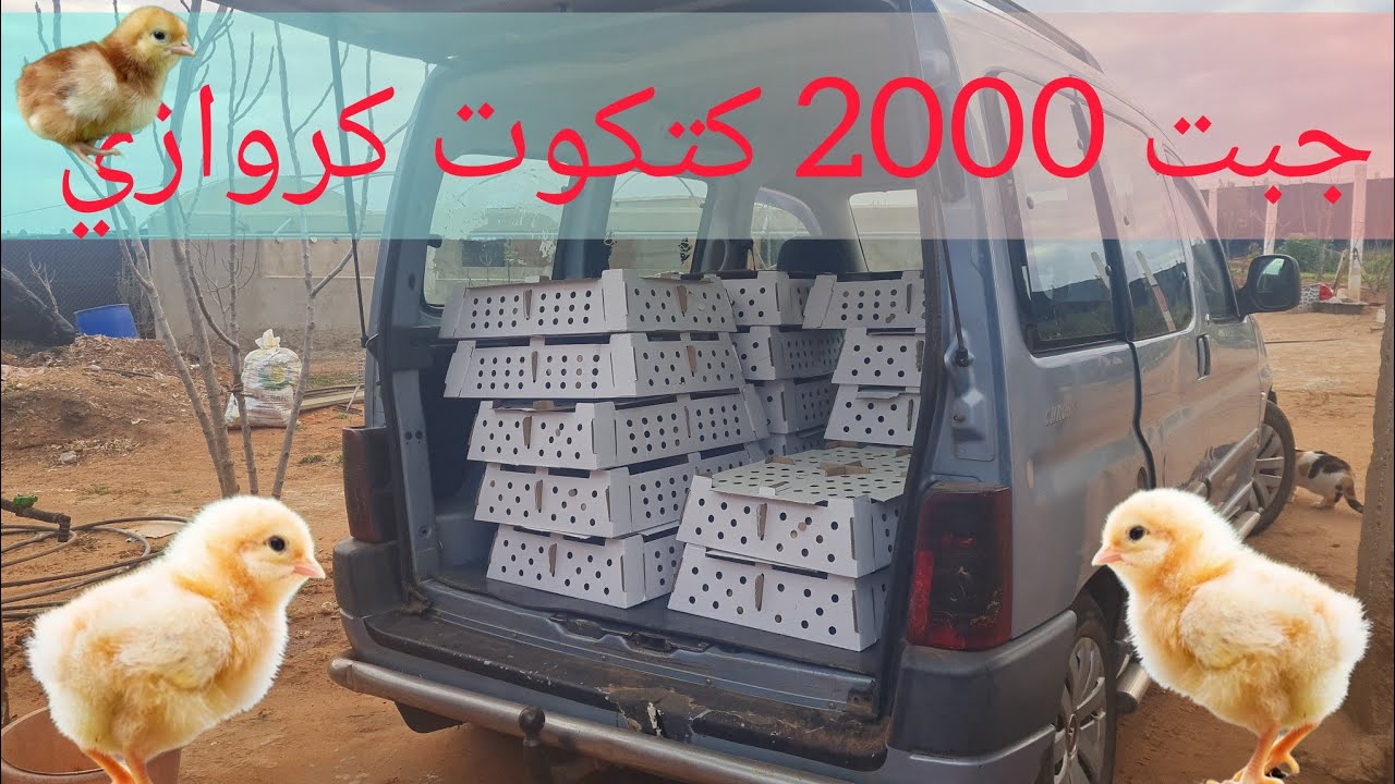 جبت 2000كتكوت كروازي/شوفو الكوري لي وجدت قبل مايدخل الكتكوت (الحلقة1)