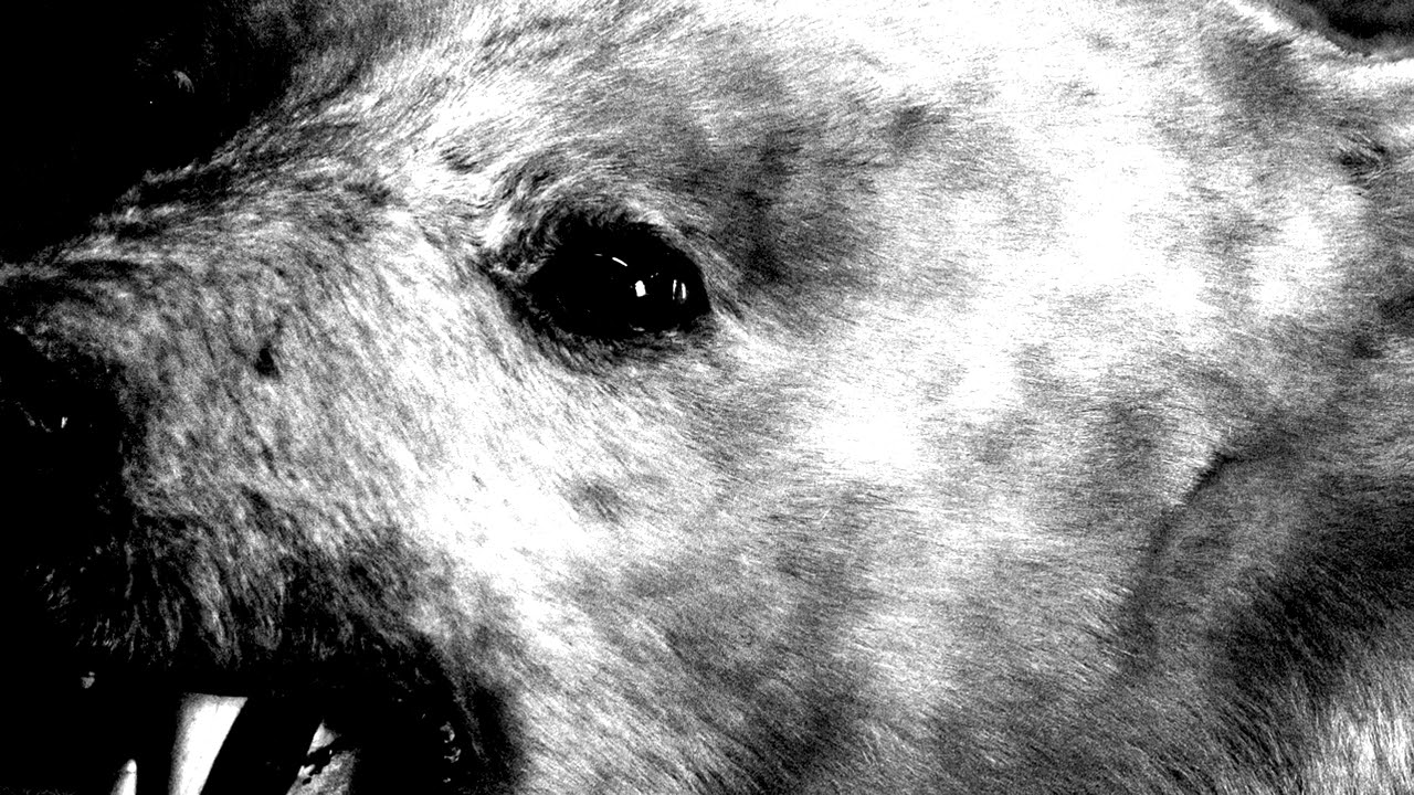 VOX LOW - HENRY RODE (OFFICIAL)