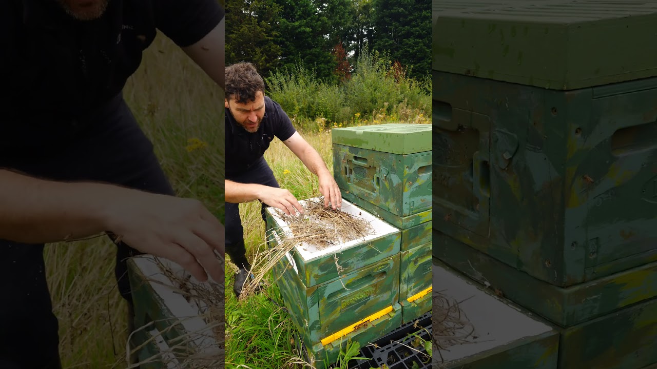 Feeding Bees With Hay