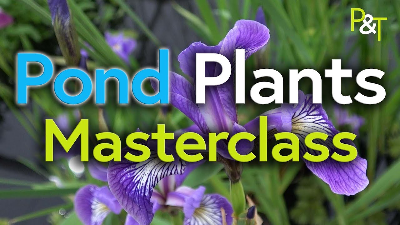 Pond Plant Masterclass (Aquatic Plants) - Pots & Trowels