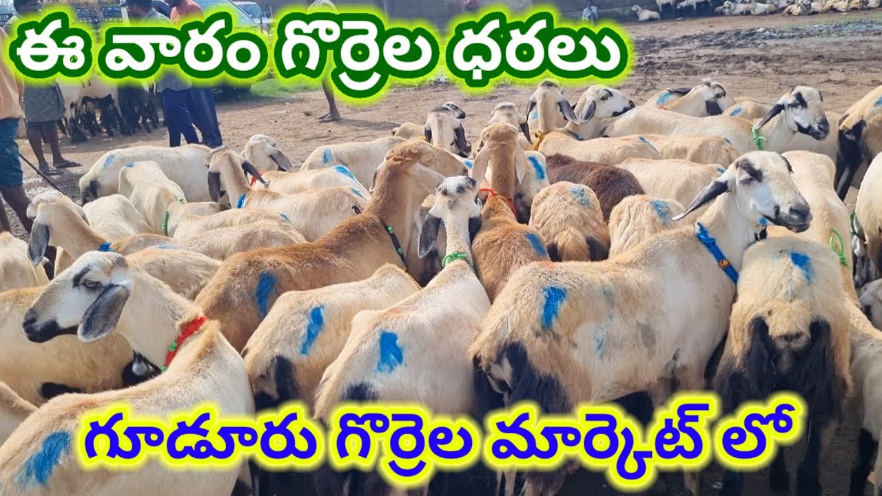 ఈ వారం గొర్రెల ధరలు Gudur sheep market Today 7 11 25 గూడూరు గొర్రెల మార్కెట్