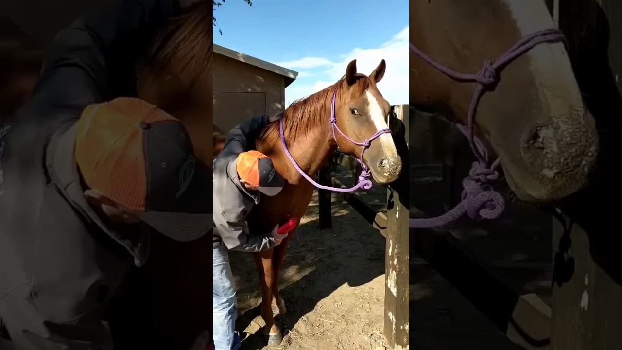Troy Brandenburg uses the handheld massager on a sore horse