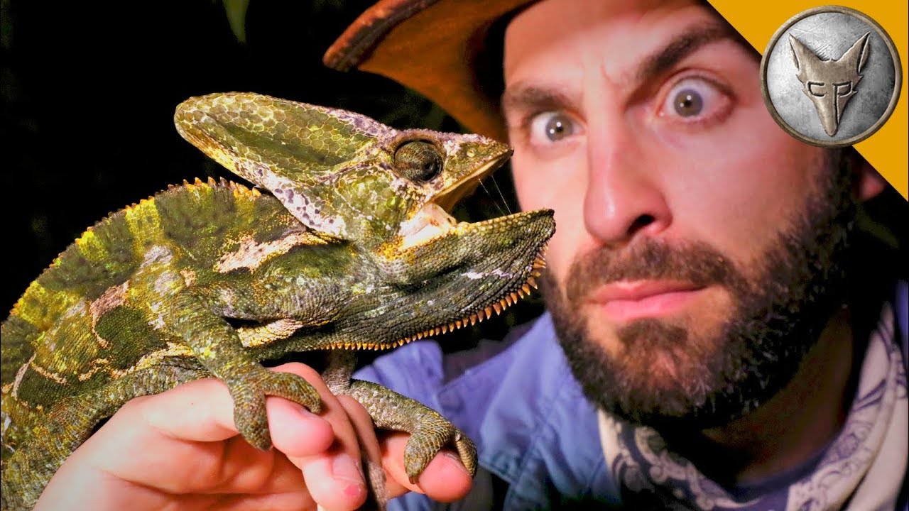 Night of the LIZARDS!