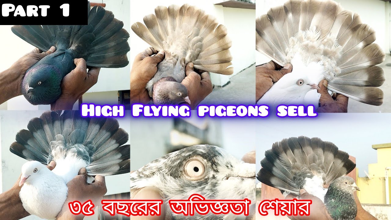 high flying pigeons sell low prices of purno halder ৩৫  বছরের অভিজ্ঞতা শেয়ার @Smanimalscare99