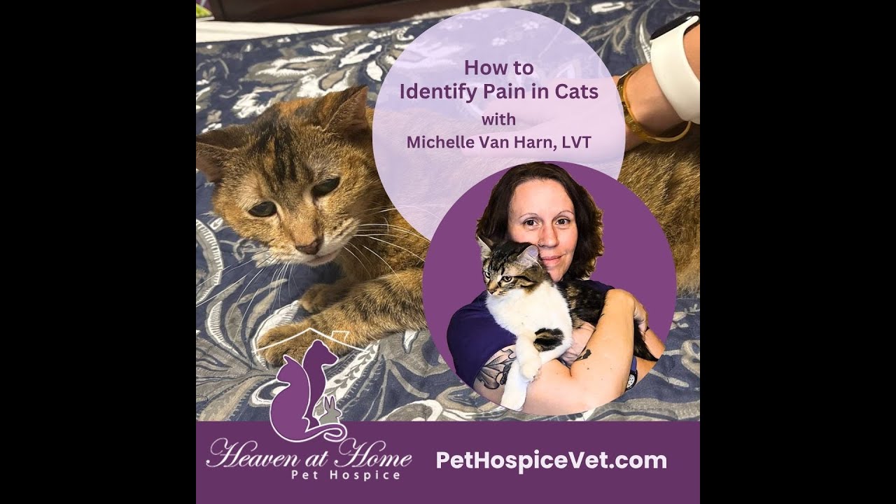 How to Identify Pain in Cats with Michelle Van Harn, LVT