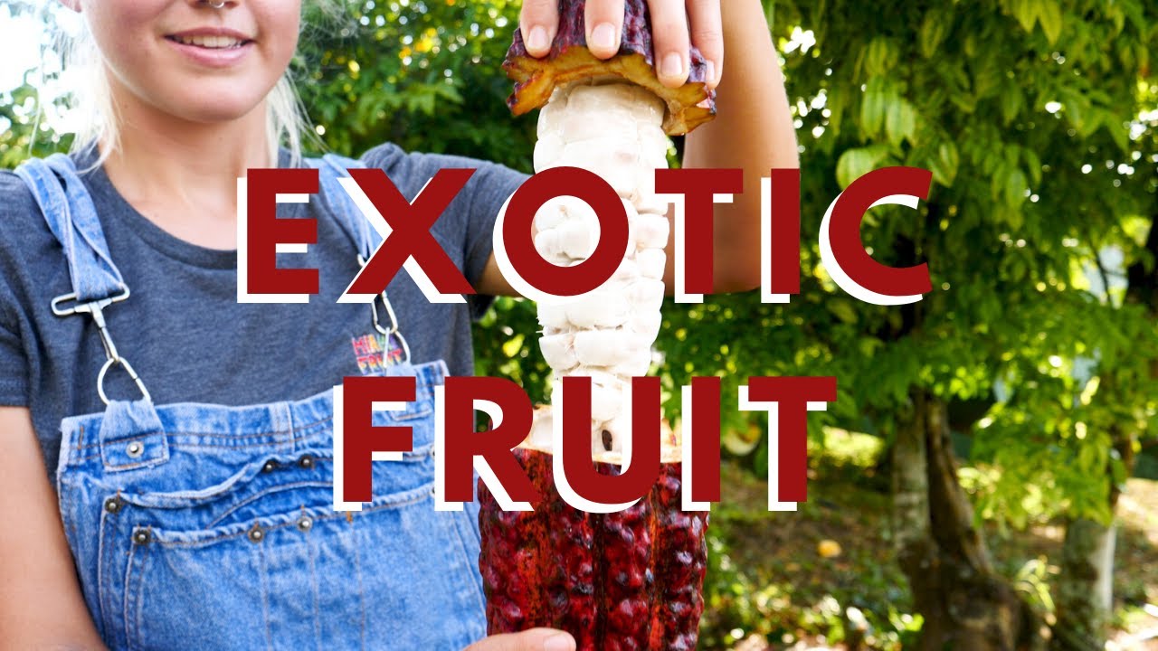 Behind the Scenes at the Famous Tropical Fruit Farm in Miami, Florida #miamifruit