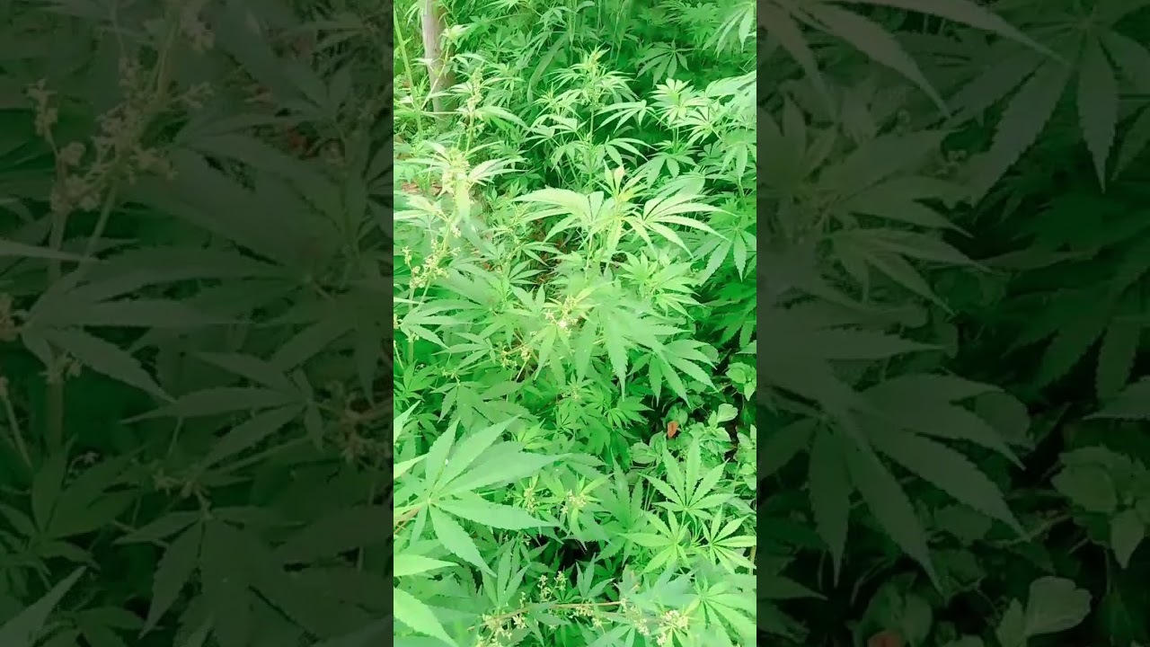 Amnesia haze🔥35% thc🔥