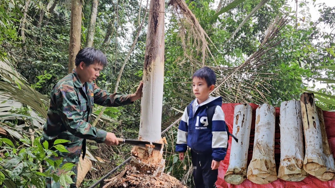 Harvesting wild coconut tubers and bring it to the market to sell.