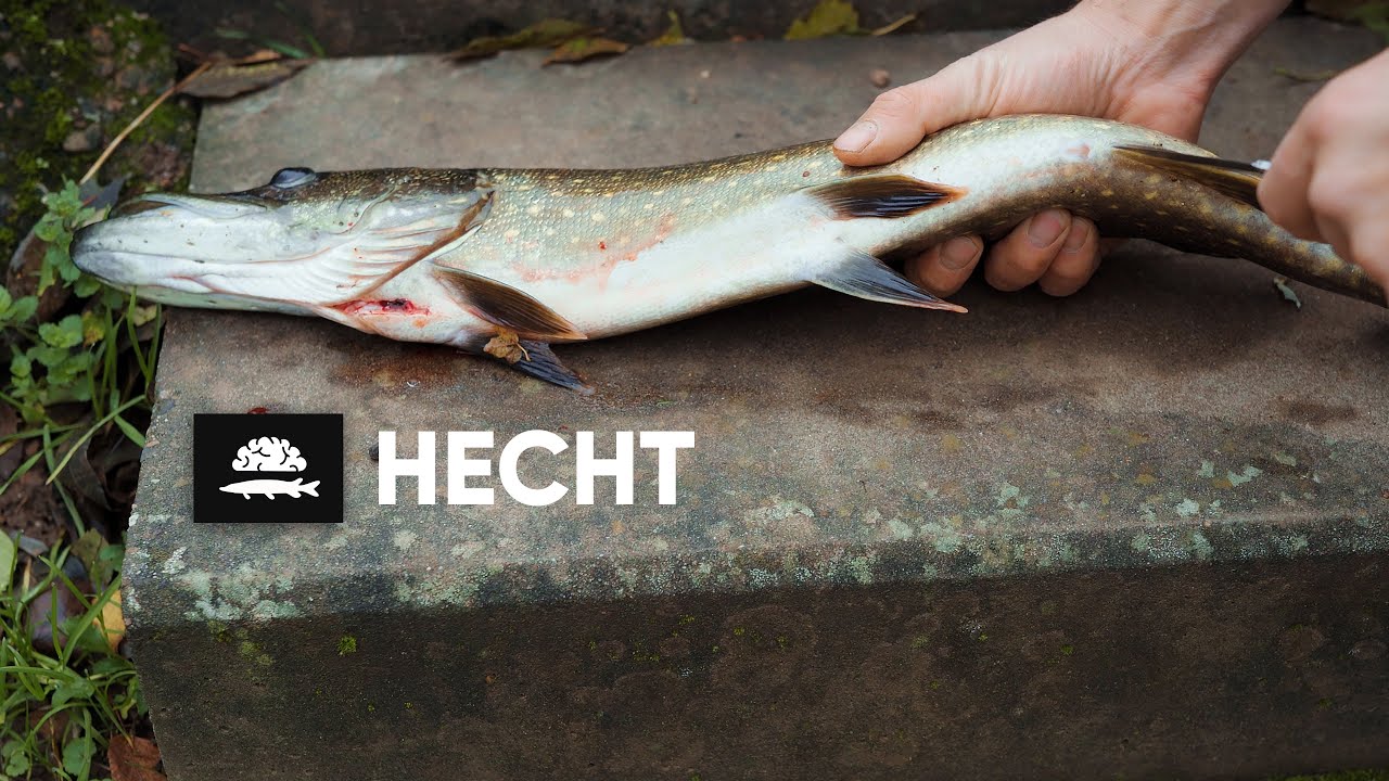 Hecht | Fische RICHTIG ausnehmen!