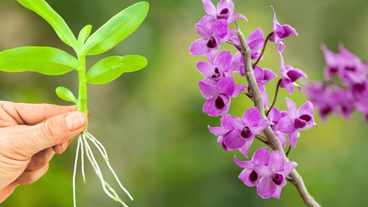 It took a whole month to propagate a rare orchid! The result was surprising.