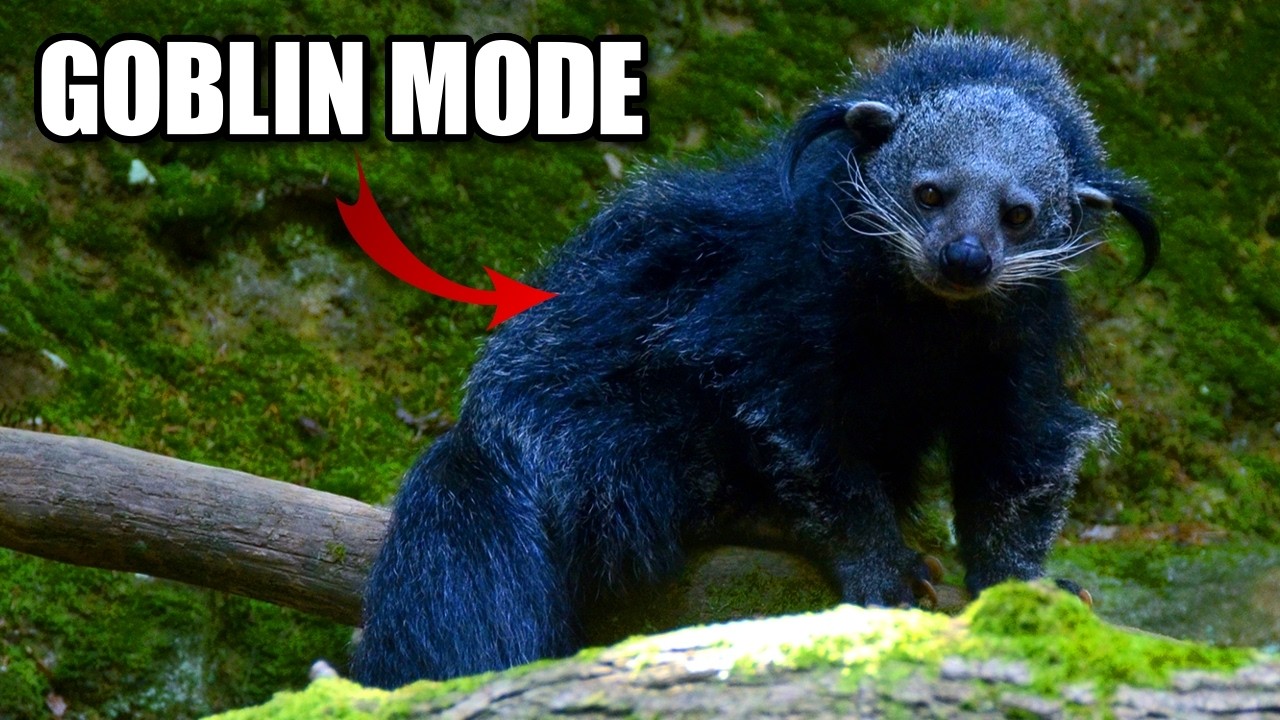 Binturong Facts: the BEARCAT 🐻🐈 Animal Fact Files