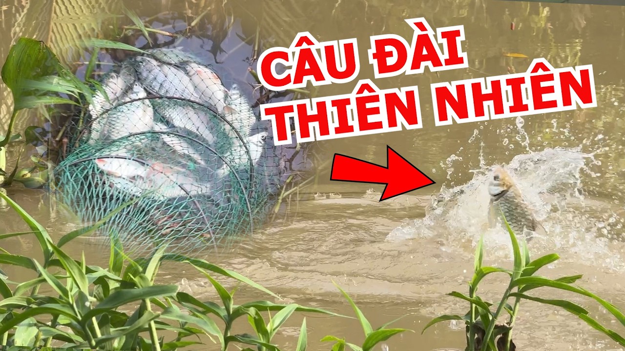 C&Acirc;U C&Aacute; CẦN C&Acirc;U TAY NGO&Agrave;I TỰ NHI&Ecirc;N NGO&Agrave;I S&Ocirc;NG TR&Uacute;NG M&Aacute;NH BẦY C&Aacute; M&Egrave; VINH